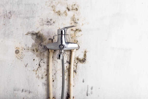Best Same-Day Mold Removal  in Toro Nyon, CA